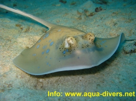 www.phuketsunshinevilla.com