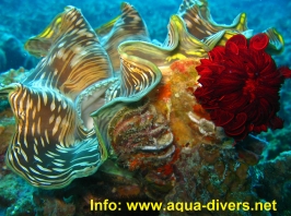 www.phuketsunshinevilla.com